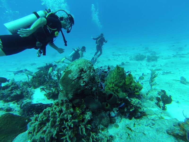 Cozumel: One Tank Scuba Dive and Full Chankanaab Park Access - How the 2-hour schedule really plays out
