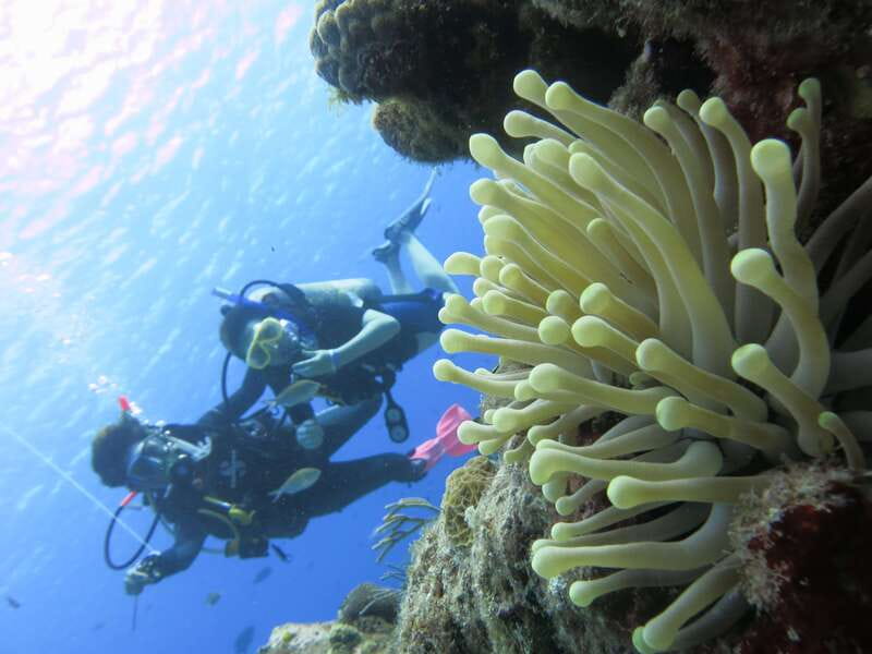 Cozumel: One Tank Scuba Dive and Full Chankanaab Park Access - Price and logistics: what the math looks like