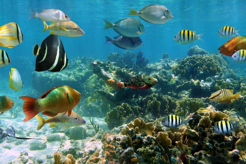 Cozumel: One Tank Scuba Dive and Full Chankanaab Park Access - Who this tour fits best (and who should reconsider)