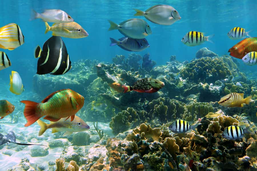 Cozumel: Palancar, Columbia and Cielo Reefs Snorkeling Tour - Reefs and sandbar in a tight 4-hour loop