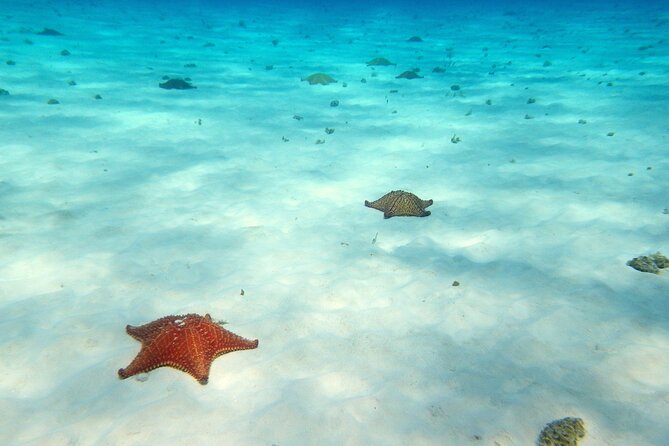 Cozumel Private 4-hour Boat Tour to El Cielo with Snorkeling - Palancar Reef and Colombia Reef: Coral, Fish, and Practical Snorkeling
