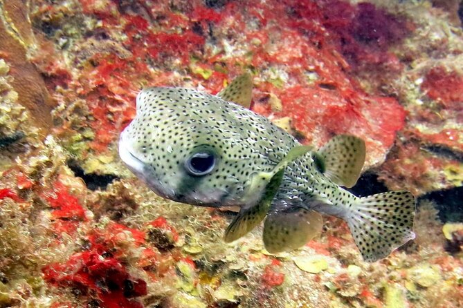 Cozumel Private 4-Hour Boat Tour to Passion Island - Reef and Shipwreck Snorkel: Up to Around 100 Feet of Visibility