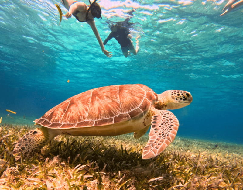 Cozumel: Private Snorkel Tour El Cielo + 3 Reefs Food Drinks - Who This Tour Fits Best in Cozumel