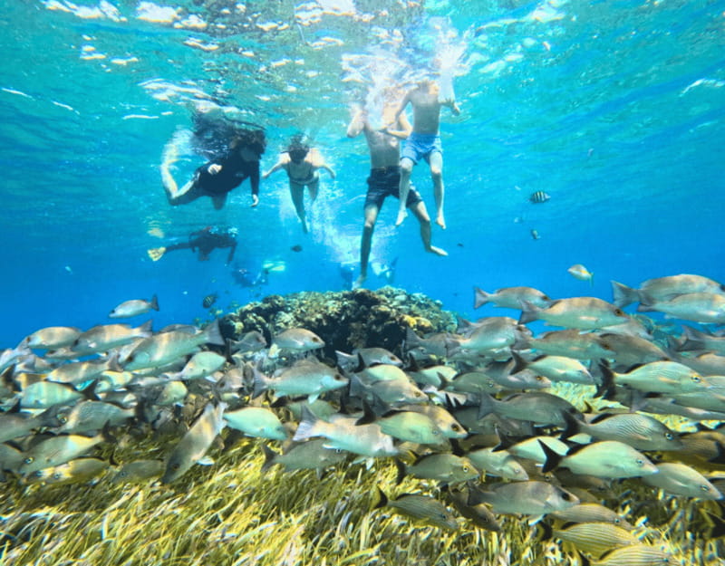 Cozumel: Private Snorkel Tour El Cielo + 3 Reefs Food Drinks - What’s Included (and What You’ll Need to Bring)