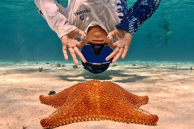 Cozumel Private Snorkeling and Charter Experience - The marine life odds: what to expect from sightings