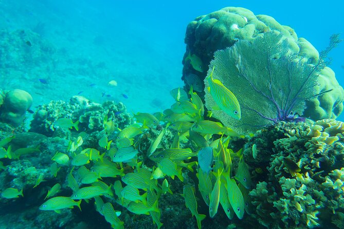 Cozumel Reef Snorkeling Tour - Timing: how long you’ll be gone (and why it affects value)