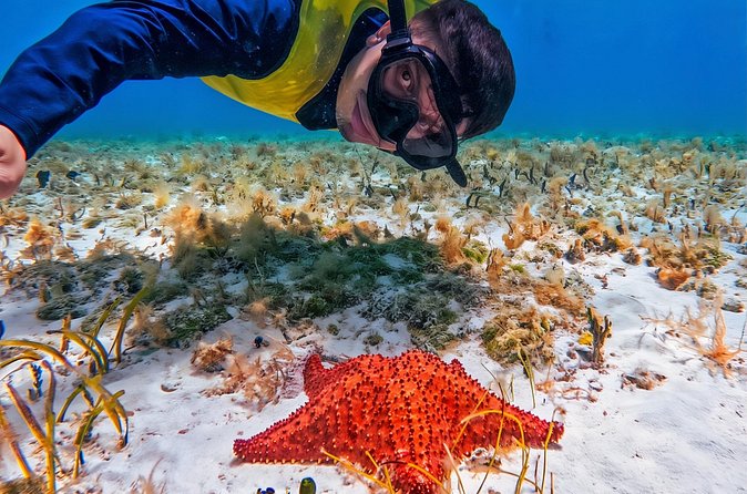 Cozumel's Reefs in El Cielo, Palancar and Columbia Guided Tour - Stop 2: Palancar Reef—your sea turtle moment