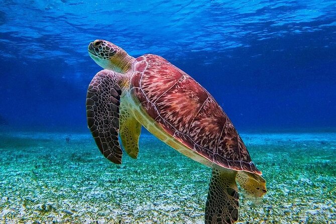 Cozumel's Reefs in El Cielo, Palancar and Columbia Guided Tour - The El Cielito Beach finish—where manta rays may show up