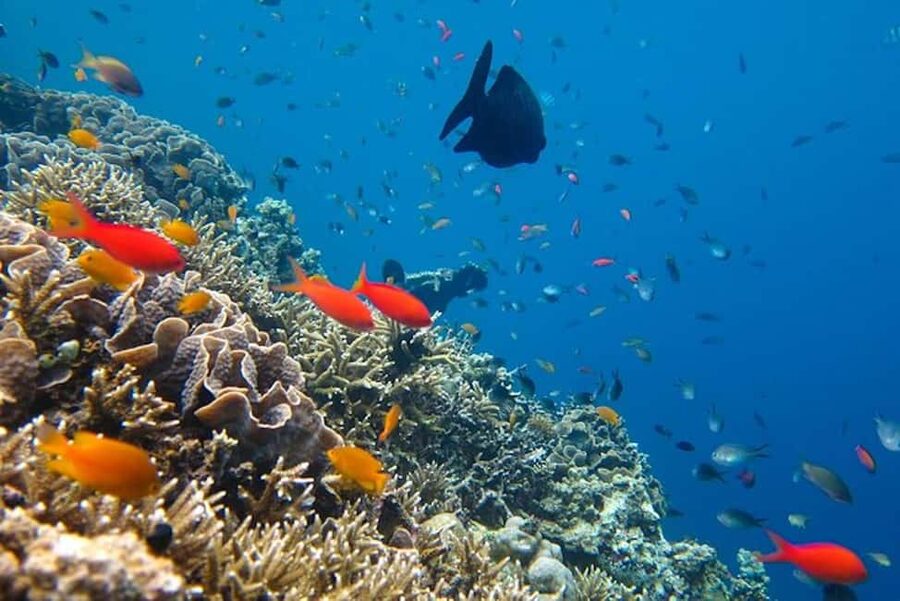 Cozumel: snorkeling on reefs + visit to "El Cielo" - Who This Tour Fits Best (and Who Should Skip)