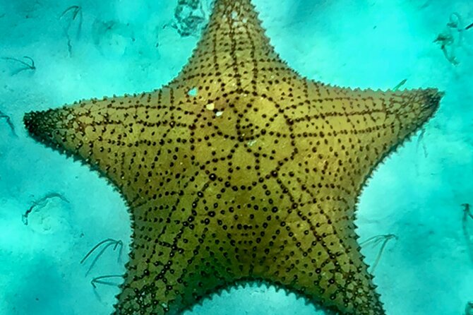 Cozumel Snorkeling Reef Experience with Ceviche and Beers - Private Cozumel Reef Day: The Smart Mix of Reefs and Starfish