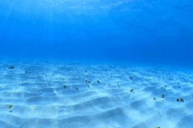 Cozumel Snorkeling Reef Experience with Ceviche and Beers - Snorkeling Stop One: Columbia Reef Basics and What to Expect