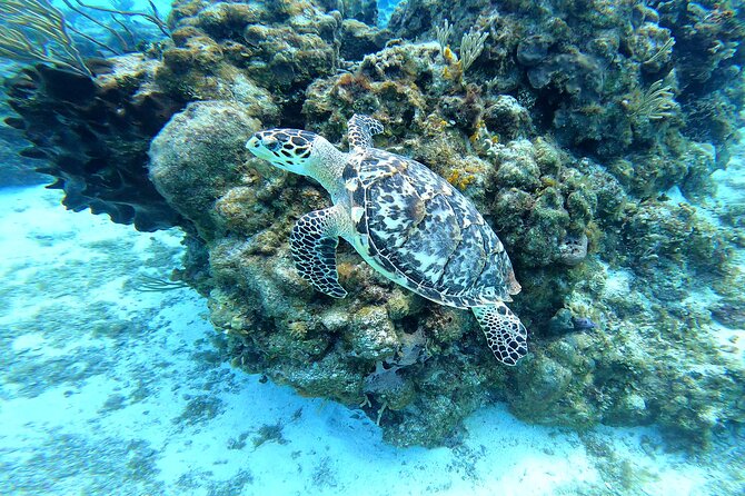 Cozumel Snorkeling Reef Experience with Ceviche and Beers - Price and Value: What $129 Buys You in Real Terms