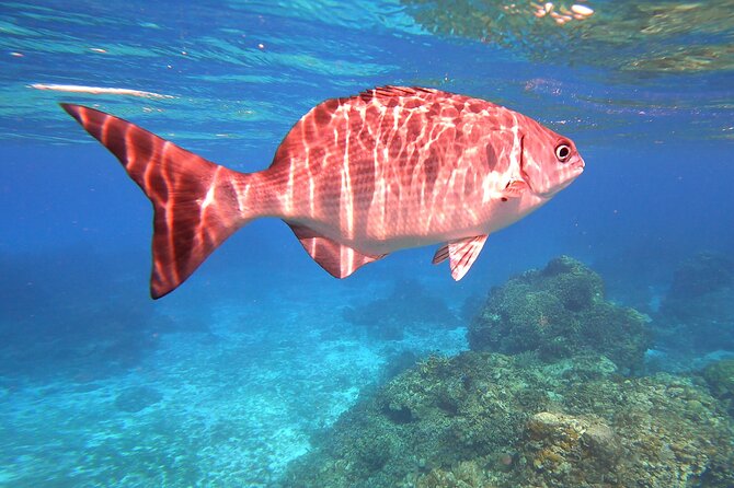 Cozumel Snorkeling Reef Experience with Ceviche and Beers - Who This Tour Fits Best (And Who Might Want Another Option)