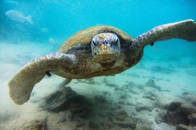 Cozumel Snorkeling Tour at Palancar & Colombia Reefs and El Cielo - Key Points That Matter Before You Go
