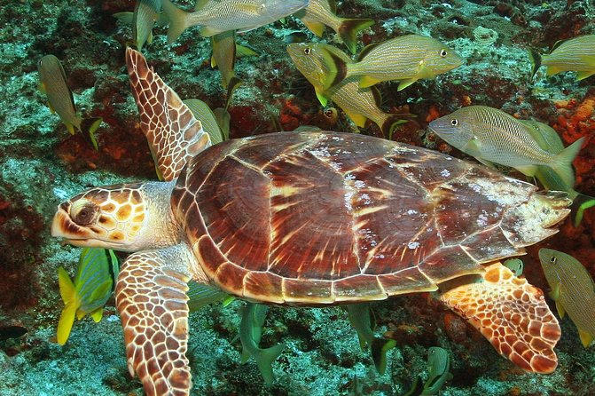 Cozumel Snorkeling Tour at Palancar & Colombia Reefs and El Cielo - What to Wear and Bring (So You Don’t Lose Time)