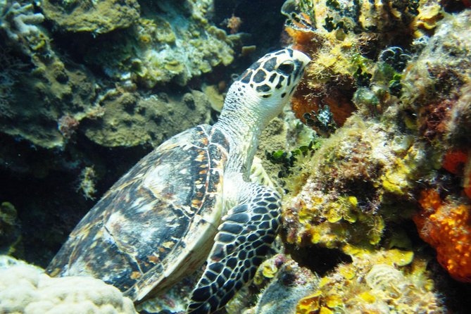 Cozumel Snorkeling Tour at Palancar & Colombia Reefs and El Cielo - Stop One: Colombia Reef and Why Visibility Is the Star