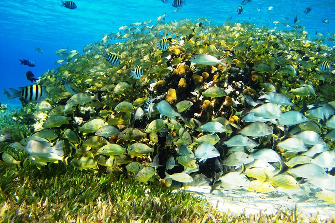 Cozumel Snorkeling Tour at Palancar & Colombia Reefs and El Cielo - Stop Two: Palancar Reef and the Wow Factor Stuff
