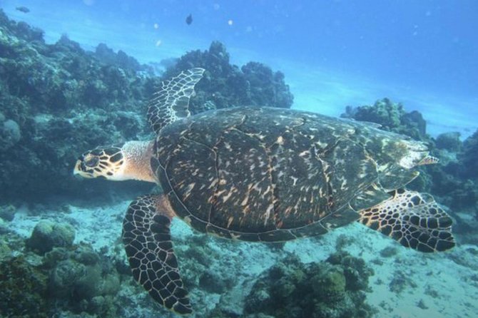 Cozumel Snorkeling Tour: Palancar, Columbia and El Cielo Reefs - Columbia Reef: Coral Formations and a More Three-Dimensional Swim