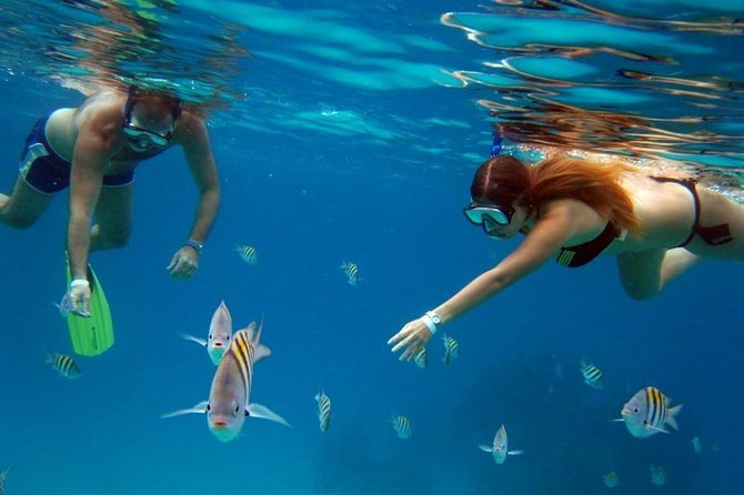 Cozumel Snorkeling Tour: Palancar, Columbia and El Cielo Reefs - Playa El Cielo: Starfish Sandbar Magic (Plus the Reality Check)
