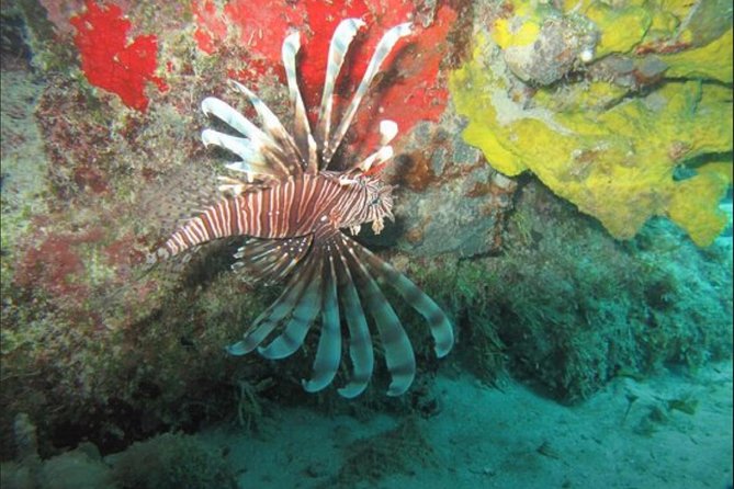 Cozumel Snorkeling Tour: Palancar, Columbia and El Cielo Reefs - Drinks, Snack, and a Shaded, Insured Boat: The Comforts That Matter
