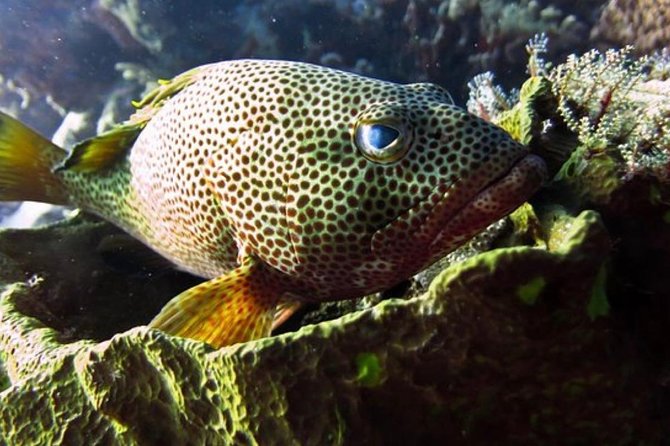 Cozumel snorkeling tour: Palancar, Columbia and El Cielo reefs - Price and Value Math (Including the $11 Marine Fee)