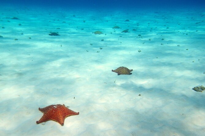 Cozumel Snorkeling Tour to Palancar Reef and El Cielo - Gear, drinks, and the real value of $71.65
