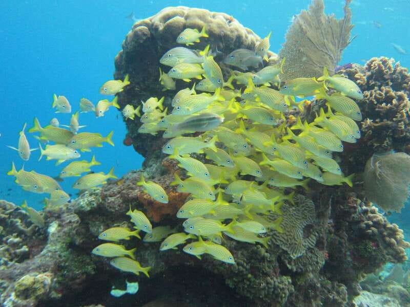 Cozumel: VIP Glass Bottom Boat & Snorkeling 3 Reefs Tour - Crew and Safety: Who You’re Really Paying For