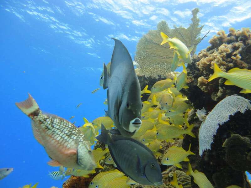 Cozumel: VIP Glass Bottom Boat & Snorkeling 3 Reefs Tour - Price and Value vs. Cruise Excursions (What Your $35 Gets You)