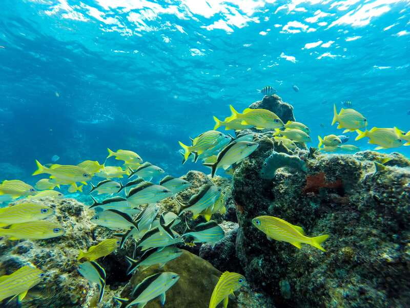 Cozumel: West Coast E-Bike and Snorkeling Tour - Who should book this Cozumel e-bike and snorkeling combo