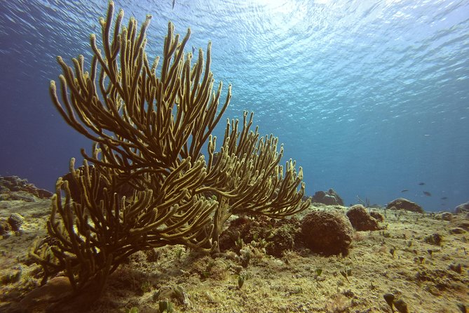 Discover Scuba Diving - Your First Scuba Session at Tikila Beach