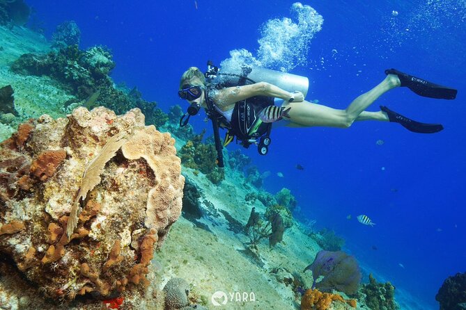 Discover Scuba Diving - Gear and Weights: Where Beginners Feel the Difference