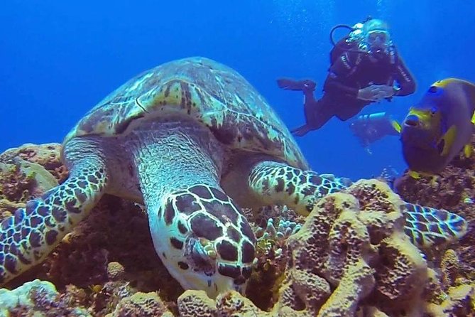 Discover Scuba Diving - Instructor Styles: Gael, Renata, Ramon, Guillermo, and More
