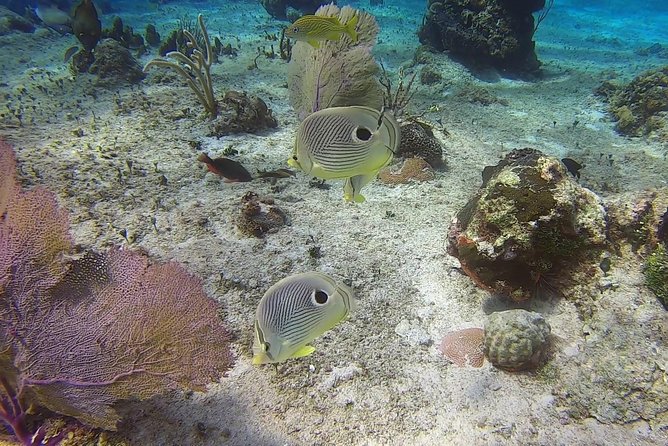 Discover Scuba Diving - Photos, Video, and Camera Rules for First-Timers