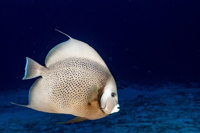Discover Scuba Diving at Cozumel Marine Park - Safety style: friendly guidance with clear priorities