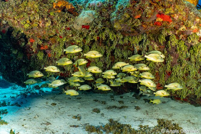 Discover Scuba Diving at Cozumel Marine Park - Who this experience fits best (and who should pause)