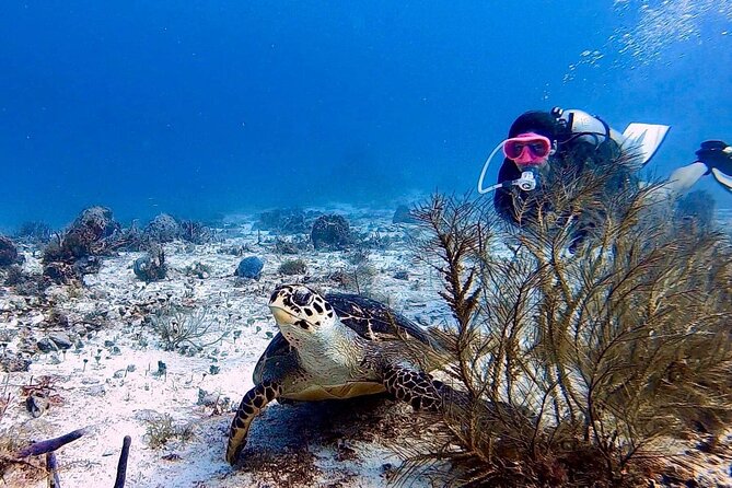 Discover Scuba Diving in Cozumel - Tikila Beach Bar Meeting Point and the 10:00 Start