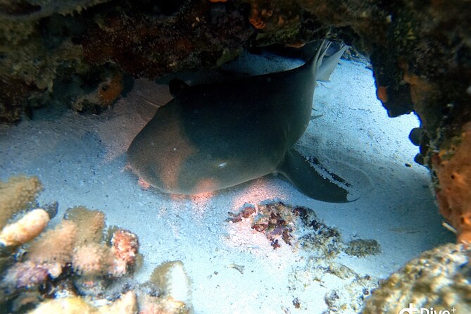 Discover Scuba Diving in Cozumel - Price and Value: How $105 Makes Sense for First-Time Scuba