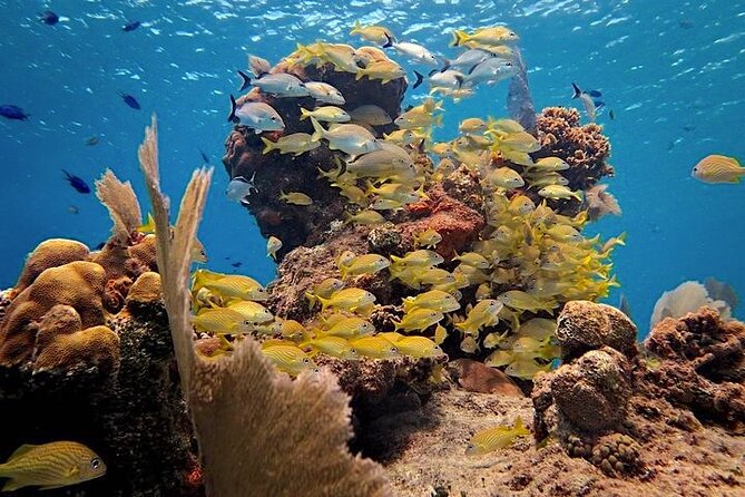 Discover Scuba Diving in Cozumel Paradise Reef - Shallow Practice First, Then Two Reef Sessions: What the Day Feels Like