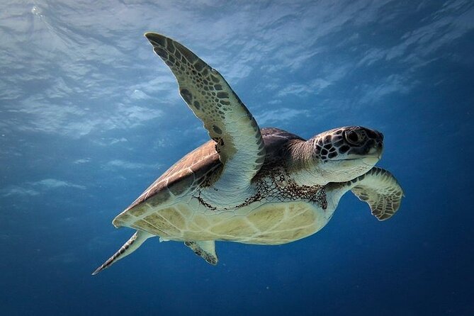 Discover Scuba Diving in Cozumel Paradise Reef - What You’ll Likely See Underwater (And What You Should Not Expect)