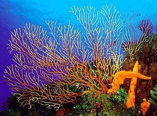 El Cielo and Snorkel Private Excursion - Key points to know before you go
