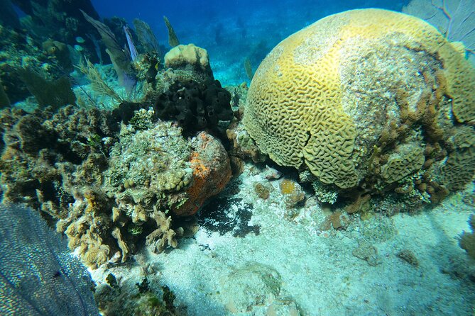 El Cielo and Snorkeling for Cruise Ship Passengers - Key highlights to know before you go