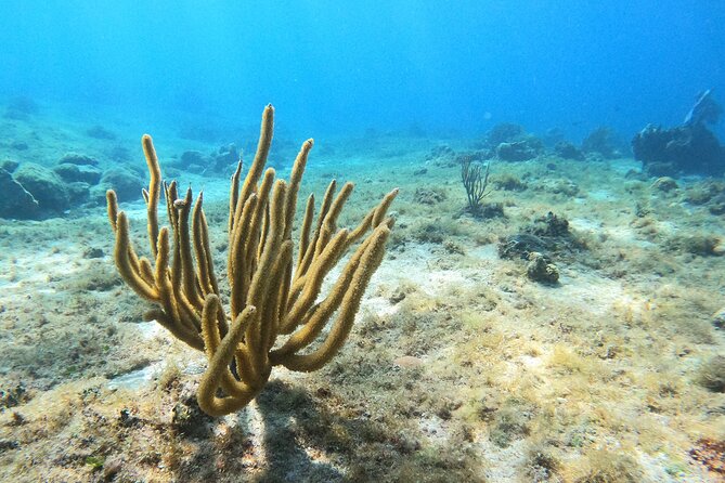 El Cielo and Snorkeling for Cruise Ship Passengers - Palancar Reef stop: reef formations and colorful marine life