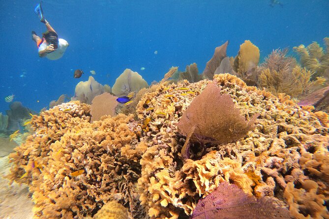 El Cielo and Snorkeling for Cruise Ship Passengers - Stop 1 at Playa El Cielo: starfish sightings at the bottom