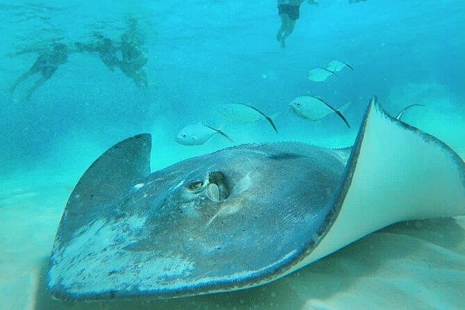 El Cielo Cozumel Snorkel Private Boat + Food + Drinks + Beach - El Cielo: starfish photos and the real reason people chase Cozumel