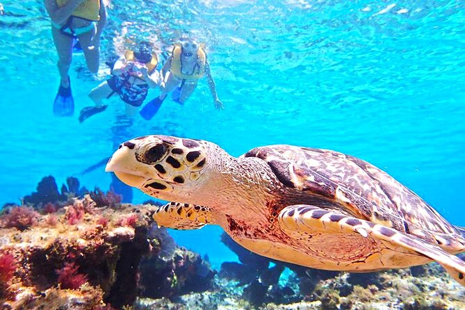 El Cielo Cozumel Snorkeling Tour - All-Inclusive - Crew, safety, and the photo/video add-on