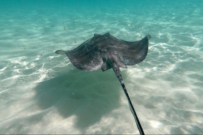 El Cielo Palancar and Columbia Snorkeling Tour - The Big Picture: Why This Cozumel Snorkeling Route Works