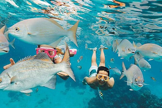 El Cielo Palancar and Columbia Snorkeling Tour - Palancar Reef: The Color-Heavy Start (And What to Look For)