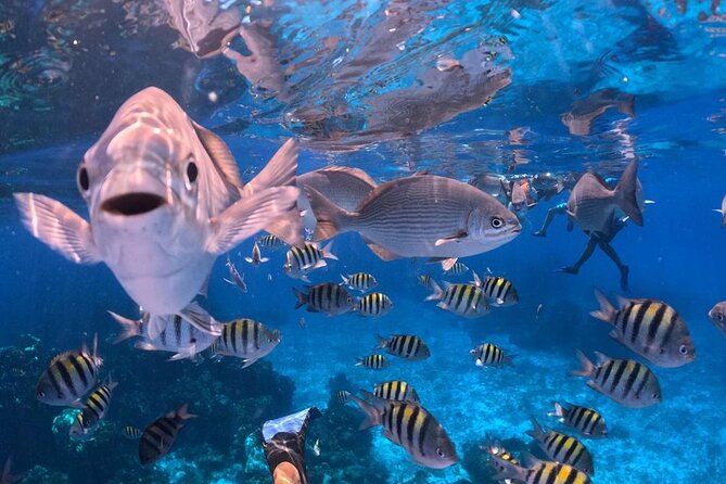 El Cielo Snorkeling Adventure in Cozumel - Group size: capped at 30, so you still get a personal feel