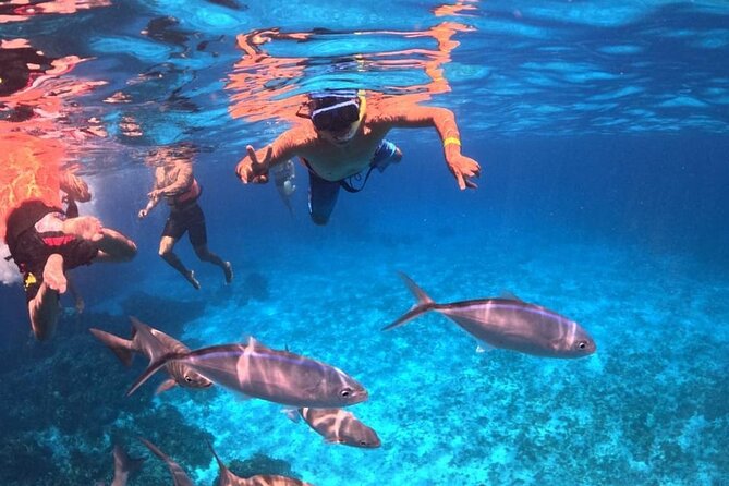 El Cielo Snorkeling Adventure in Cozumel - Quick guidance for a better day in the water