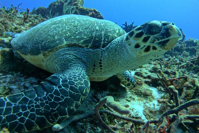 Enjoy two dives without previous experience with a boat trip - Two Underwater Sessions With First-Timer Setup